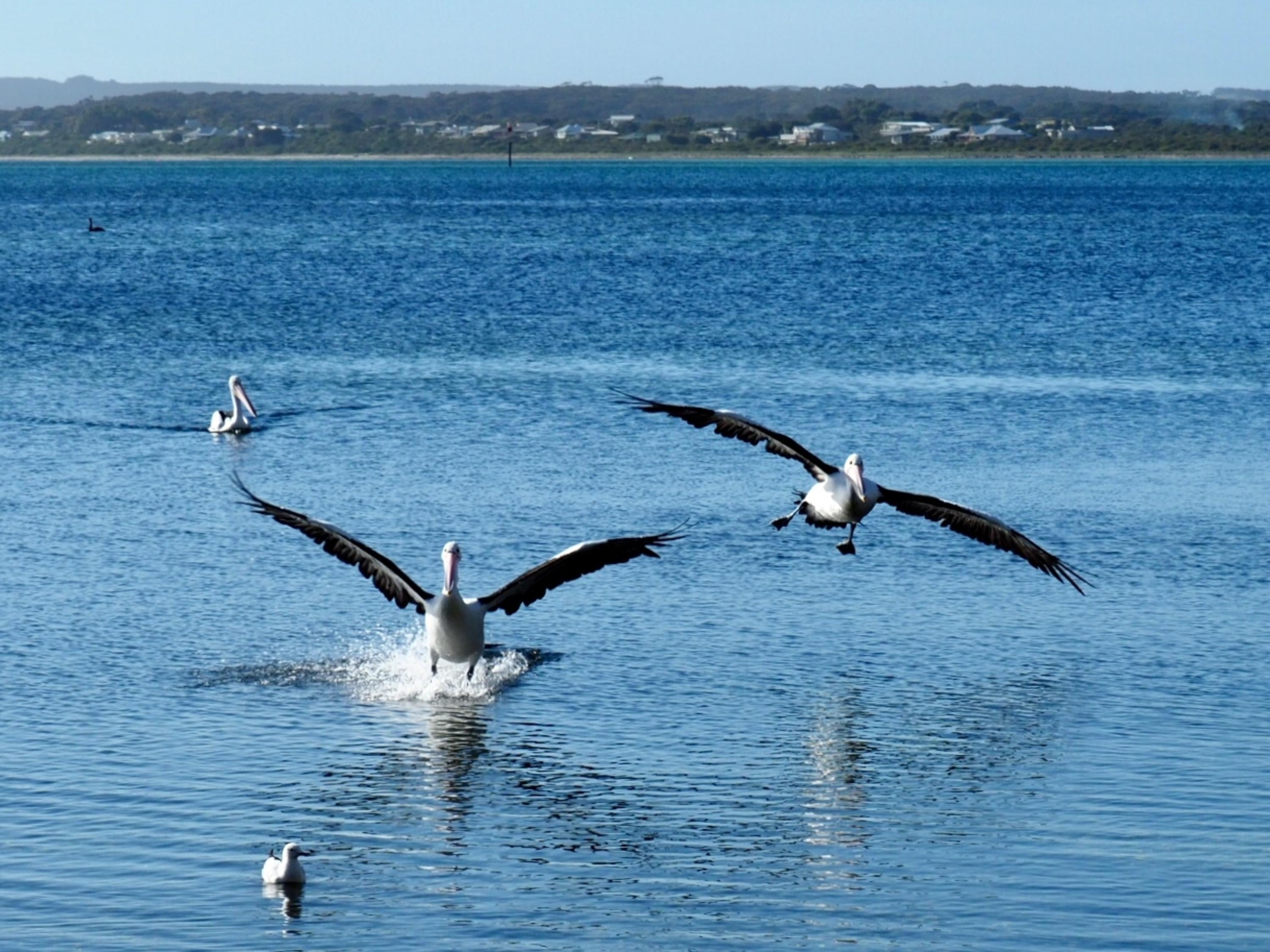 Mercure Kangaroo Island Lodge American River Bagian luar foto