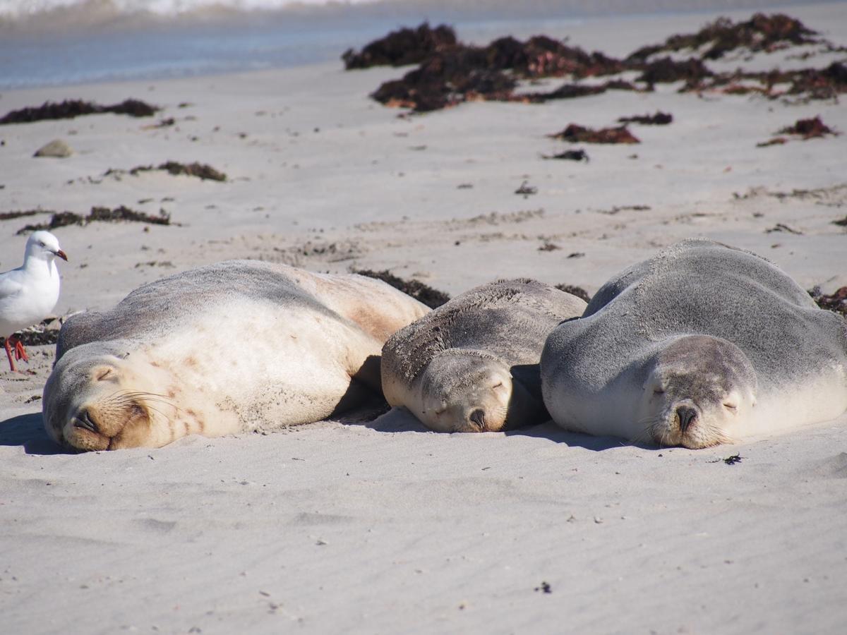 Mercure Kangaroo Island Lodge American River Bagian luar foto